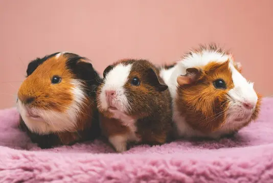 Meerschweinchen auf einer Decke